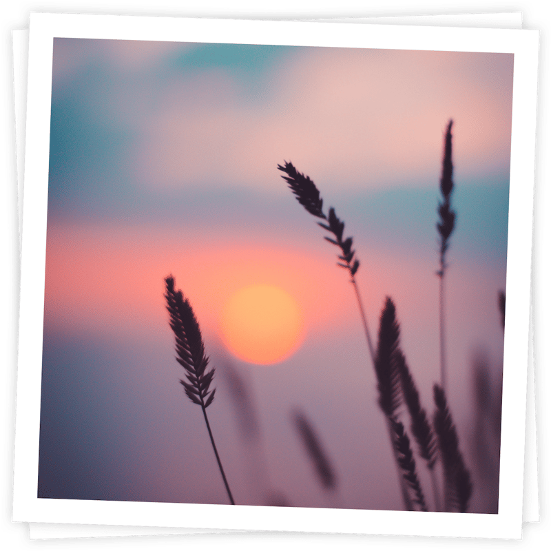 Photo of beach ferns with unset in the background